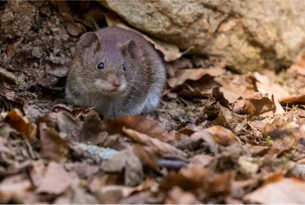 A small field mouse sitting among dry autumn leaves near a rocky crevice.
